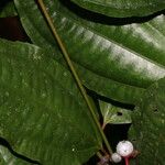 Miconia lateriflora Leaf