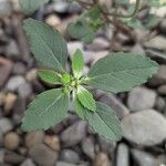 Euphorbia davidii Blad