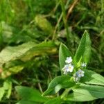 Myosotis nemorosa Flor