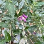 Lycium chinense Flower