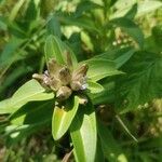 Gentiana cruciata പുഷ്പം