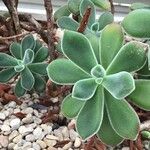 Echeveria pulvinata 葉