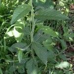Caperonia palustris पत्ता
