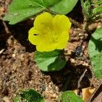 Sida cordata 花