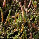 Salicornia perennis Кара