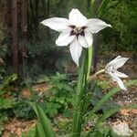 Gladiolus abyssinicus