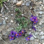 Linaria alpina Habit