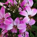 Cleome houtteana Fleur