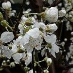 Prunus domestica Blüte
