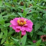 Zinnia haageanaFlors