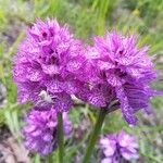 Neotinea tridentata Flower