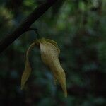 Neostenanthera neurosericea Flower