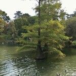 Taxodium distichum Hábitos