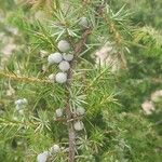 Juniperus communis Φύλλο