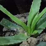 Aloe vera Листок