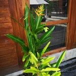 Heliconia psittacorum 葉