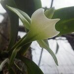 Angraecum eichlerianum Floare