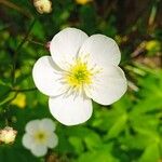 Ranunculus platanifoliusBlüte