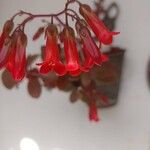 Kalanchoe manginii Flower