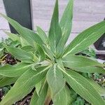 Echium candicansFolla