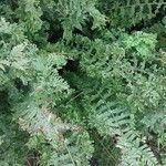 Dryopteris atrata Листок