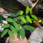 Mimosa pudica Φύλλο