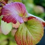 Fragaria × ananassa Feuille