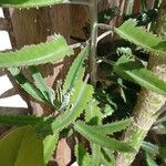 Kalanchoe rosei Leaf