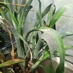 Billbergia porteana عادت