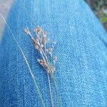 Juncus compressus Φρούτο