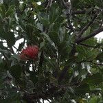 Banksia ilicifolia Habit