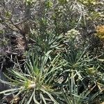 Echium brevirame Staniste
