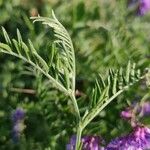 Vicia tenuifolia 葉