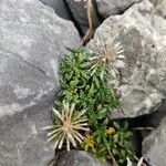 Globularia repens Feuille