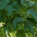 Liquidambar styraciflua Likasa