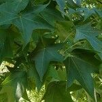 Liquidambar styraciflua Φύλλο