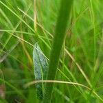 Verbascum phoeniceum Leaf