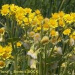 Tephroseris palustris Mosusu