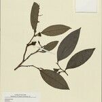 Duguetia chrysea 叶