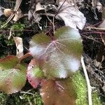 Galax urceolata Leaf