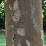 Psidium friedrichsthalianum 樹皮