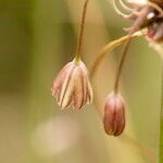 Allium carinatum Blomma