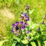 Anchusa officinalisBlüte