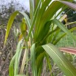 Saccharum officinarum Leaf