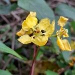 Stigmaphyllon jatrophifolium