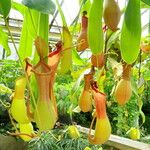 Nepenthes mirabilis Агульны выгляд