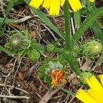 Picris hieracioides Flower