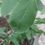 Salvia discolor Feuille