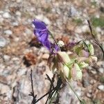 Polygala microphylla Fiore