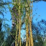 Phyllostachys aureosulcata Bark